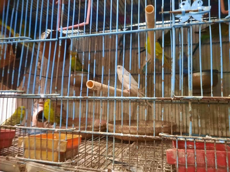 Budgies in Pairs for Sale 5