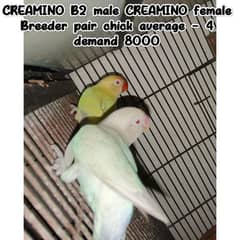 Chicks for hand tame/Budgies/Cocktail/ Cage/CREAMINO and DECINO