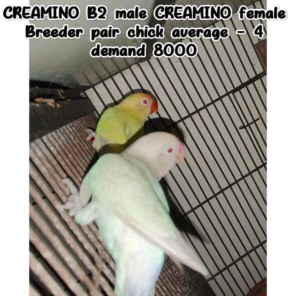 Chicks for hand tame/Budgies/Cocktail/ Cage/CREAMINO and DECINO 5