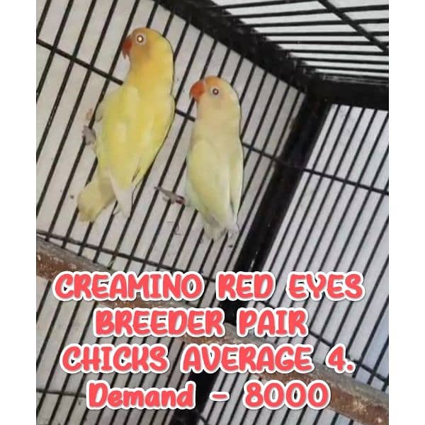 Chicks for hand tame/Budgies/Cocktail/ Cage/CREAMINO and DECINO 3