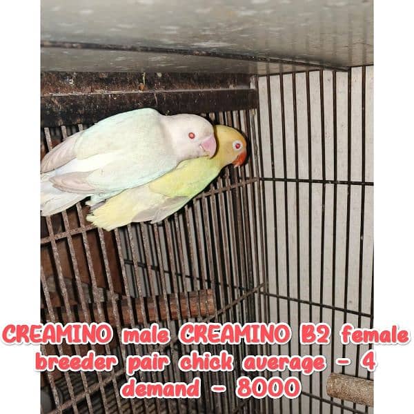 Chicks for hand tame/Budgies/Cocktail/ Cage/CREAMINO and DECINO 6