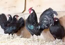 Aseel chicks thai cross black polish and rosecomb silkie breeder male