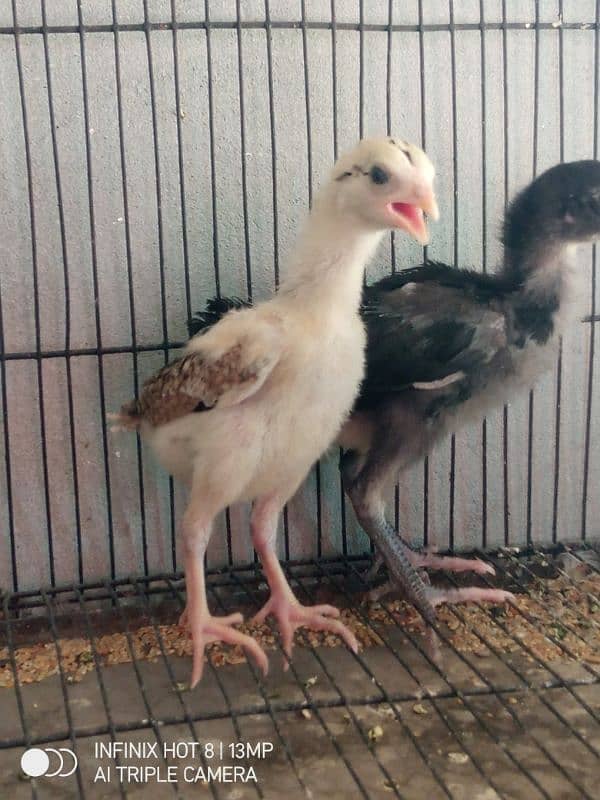 Thai Cross aseel chicks, black polish chicks, black rosecomb chicks 6