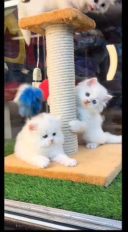 persian kittens 2