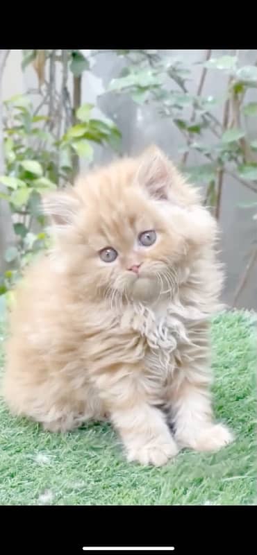 persian kittens 6