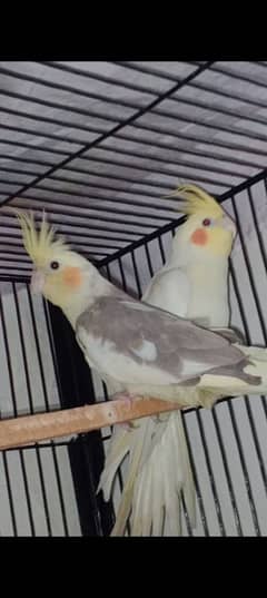 common white cocktail x plaid female available for sale