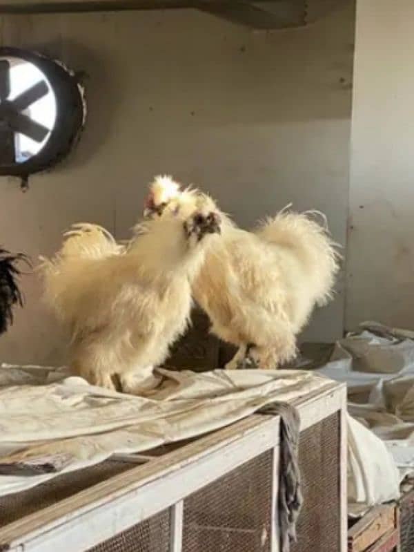 Silkie breeder and chicks for sale 2