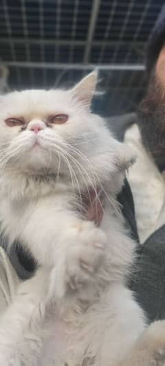 male Persian.