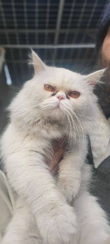 male Persian. 1