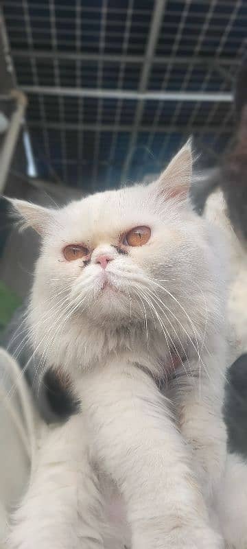 male Persian. 2