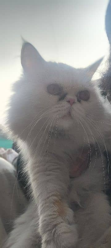 male Persian. 3