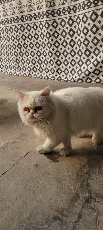 male Persian. 4