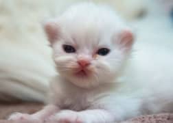 white persian cat long coated