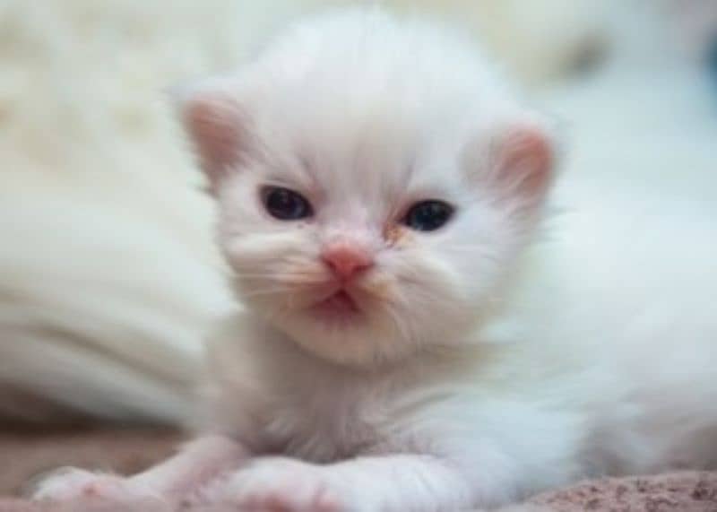 white persian cat long coated 0