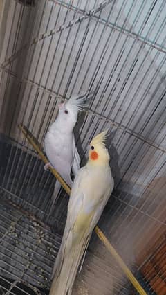 cockatiel