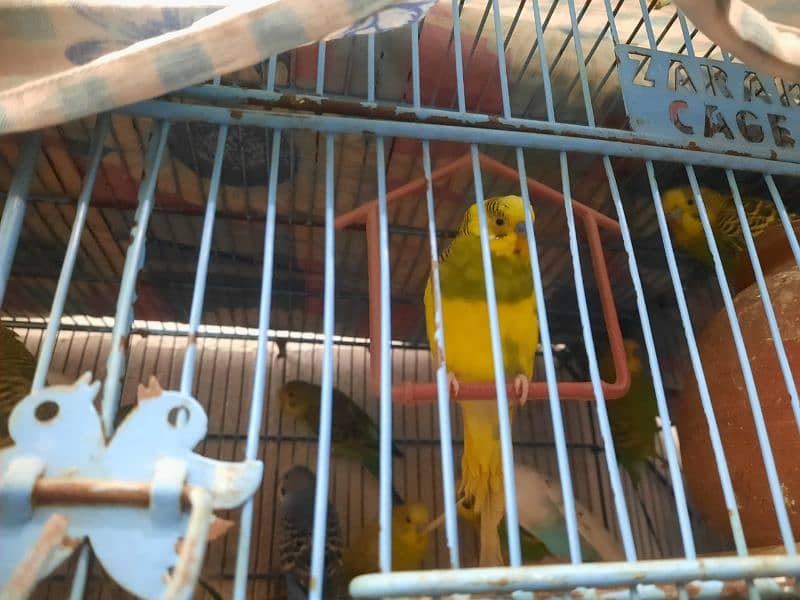 Budgies For Sale 3