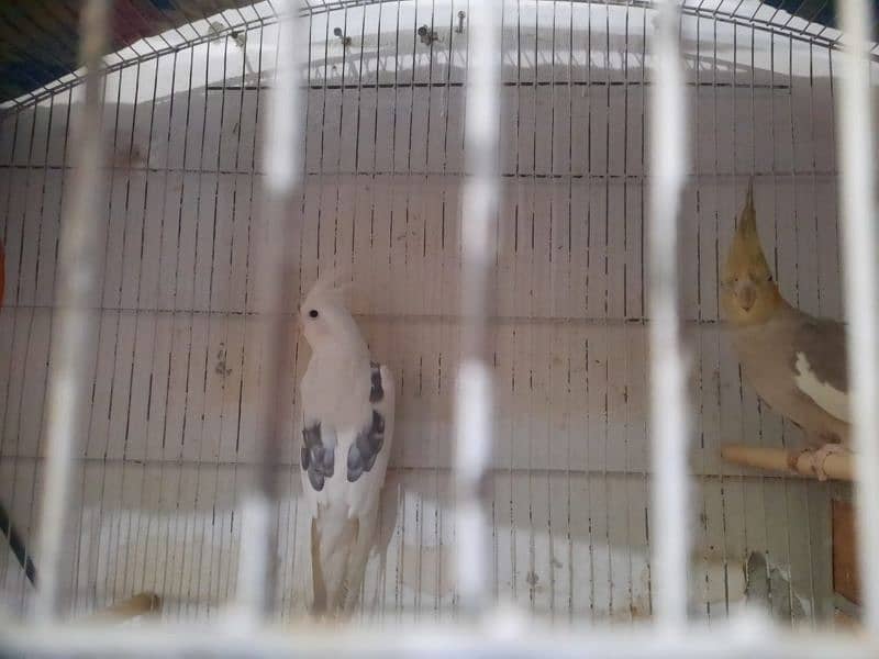 Budgies For Sale 6