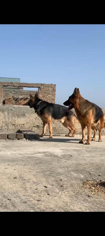 Jarman shepherd pair for sale whatapp number 03360544898 1