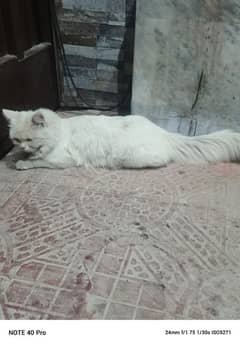 persian cat male sale age 1 year 4 month vaccinated blue eyes