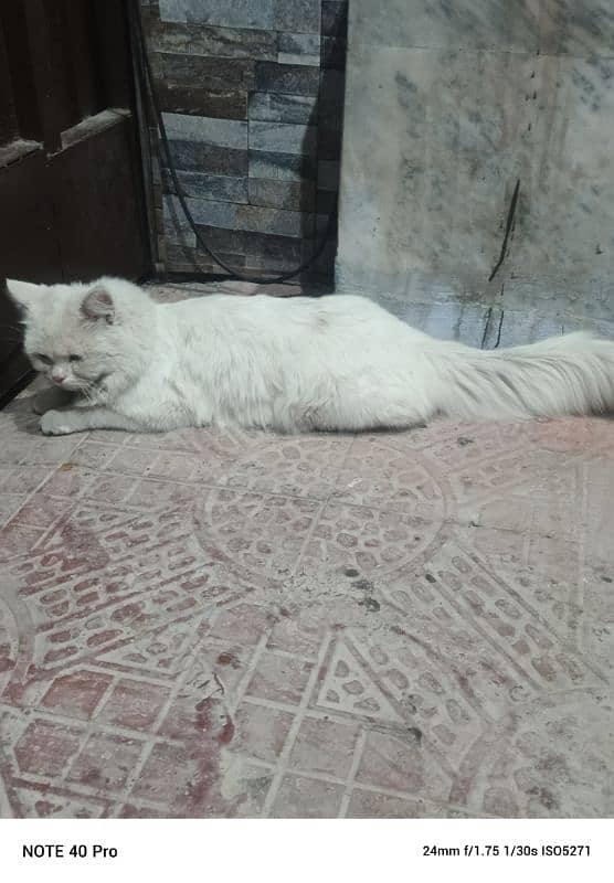 persian cat male sale age 1 year 4 month vaccinated blue eyes 0