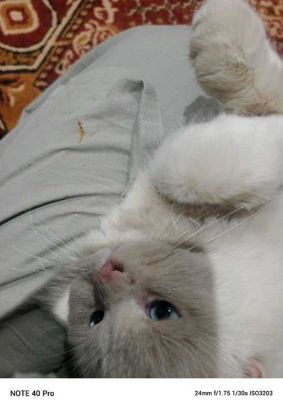 persian cat male sale age 1 year 4 month vaccinated blue eyes 1