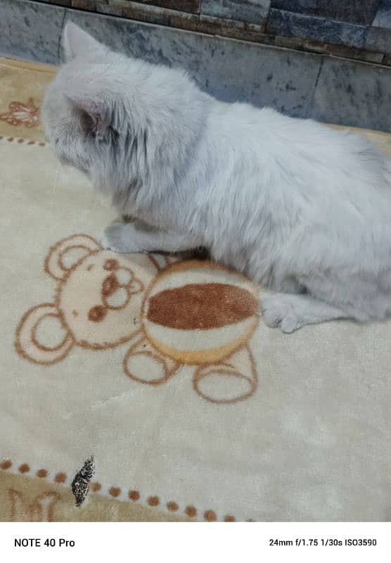 persian cat male sale age 1 year 4 month vaccinated blue eyes 3