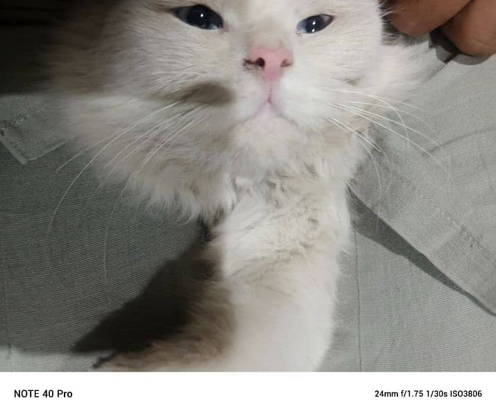 persian cat male sale age 1 year 4 month vaccinated blue eyes 4