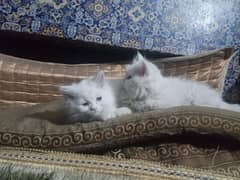 persian cats