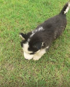 puppies of Siberian husky avalible Rs 75000/-