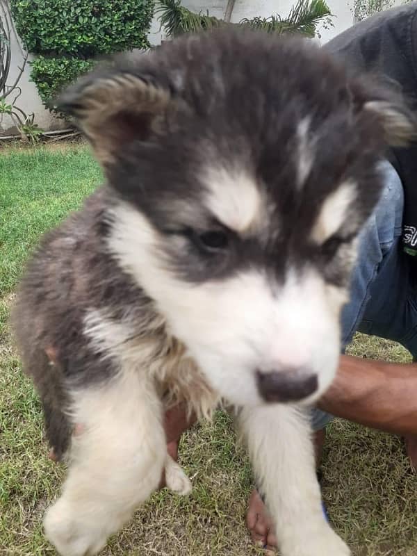 puppies of Siberian husky avalible Rs 75000/- 3