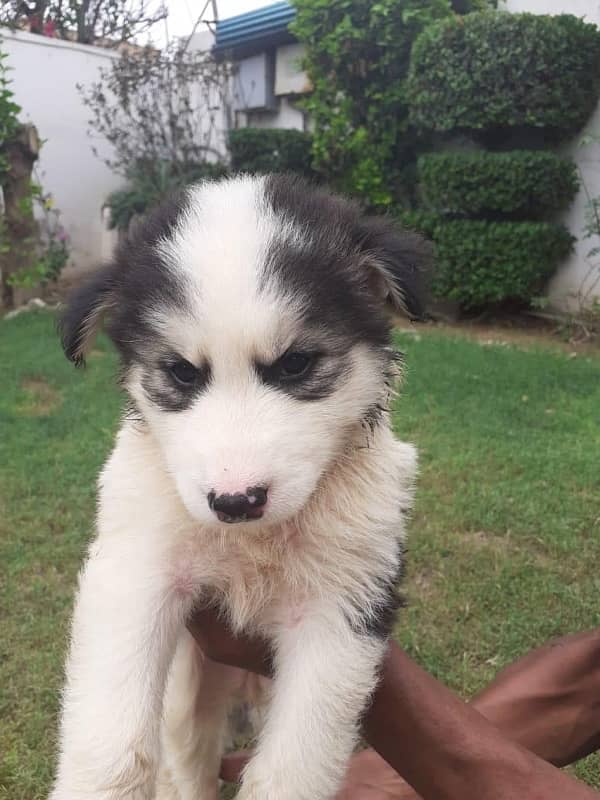 puppies of Siberian husky avalible Rs 75000/- 4