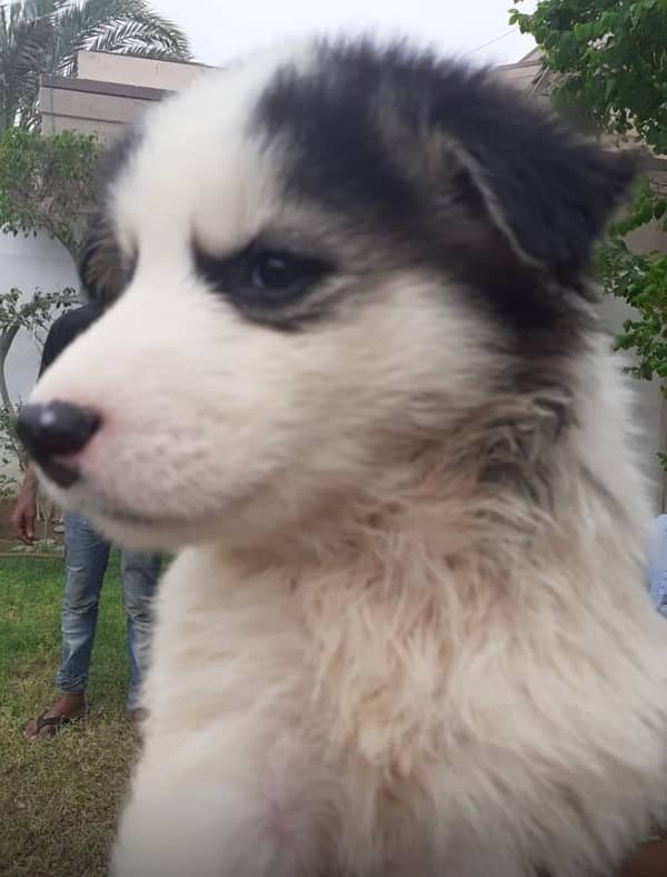 puppies of Siberian husky avalible Rs 75000/- 5