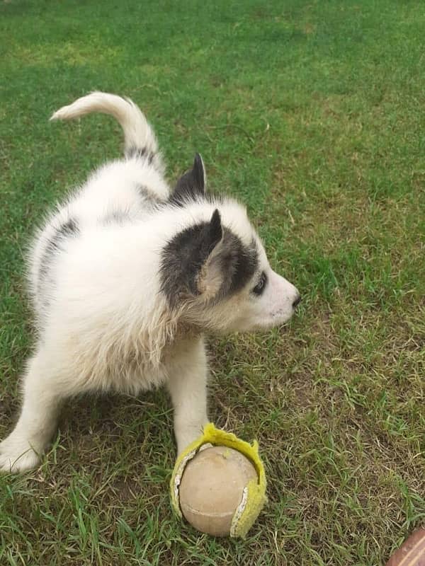 puppies of Siberian husky avalible Rs 75000/- 6