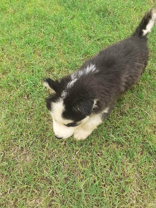 puppies of Siberian husky avalible Rs 75000/- 8