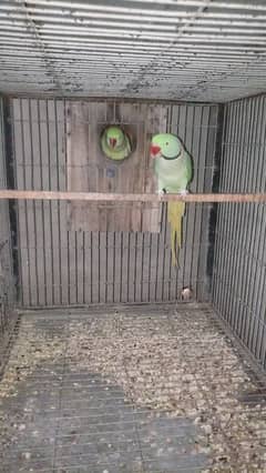 parrot Kashmeri Rew yang pair agye 4 year