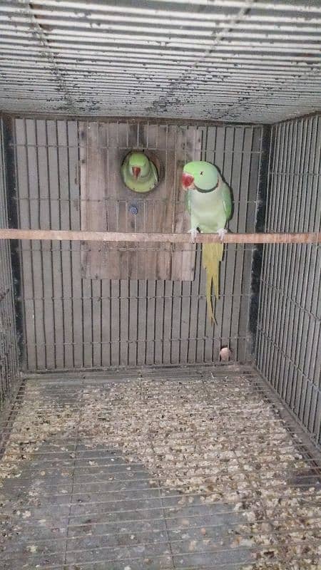 parrot Kashmeri Rew yang pair agye 4 year 0