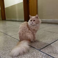 Triple Coat Persian Kitten Female Ginger 8 months Old