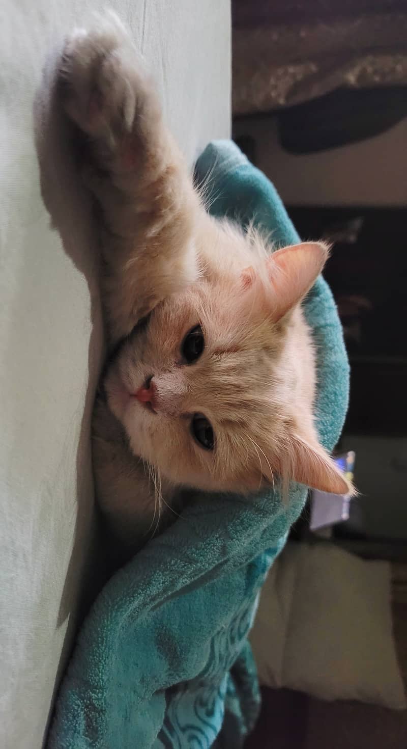 Triple Coat Persian Kitten Female Ginger 8 months Old 1