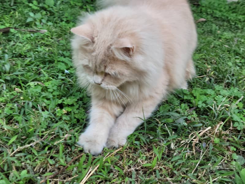 Triple Coat Persian Kitten Female Ginger 8 months Old 2