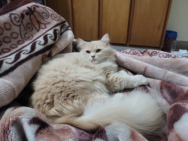 Triple Coat Persian Kitten Female Ginger 8 months Old 3