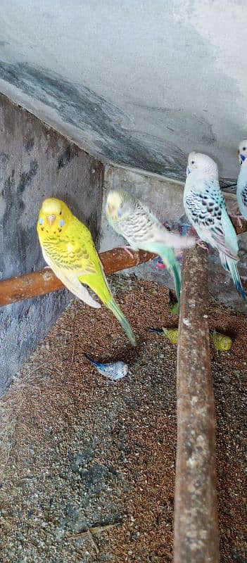 Healthy budgies for sale 0