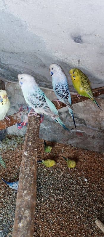 Healthy budgies for sale 1