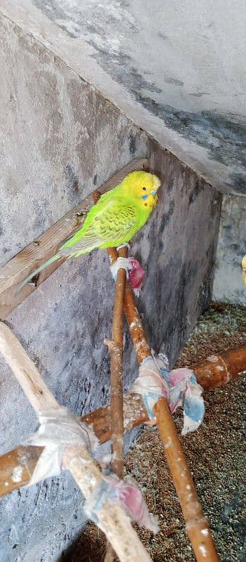 Healthy budgies for sale 2