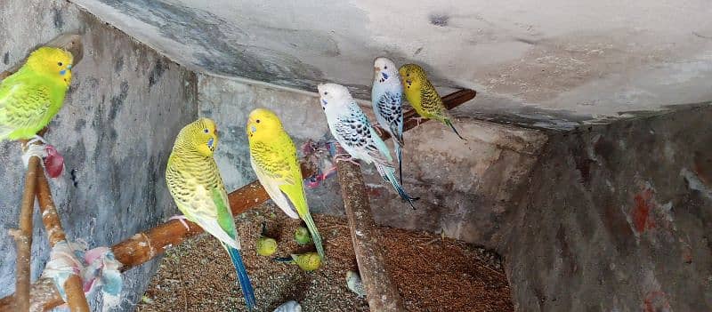 Healthy budgies for sale 3