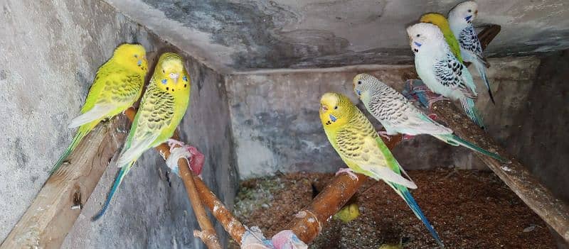 Healthy budgies for sale 4