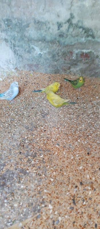 Healthy budgies for sale 5