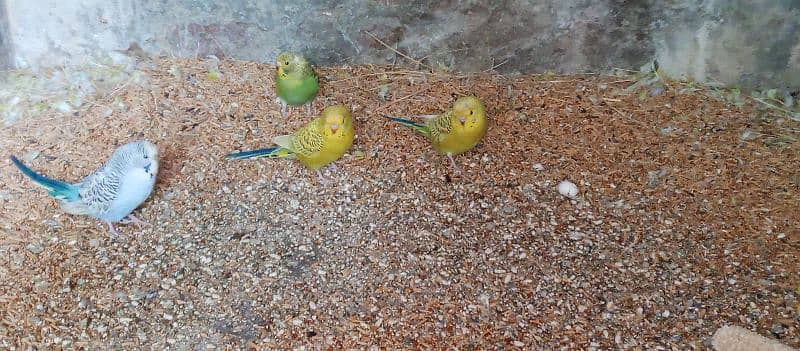 Healthy budgies for sale 6