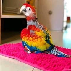 red macaw parrot cheeks for sale 03=49=68=26=931