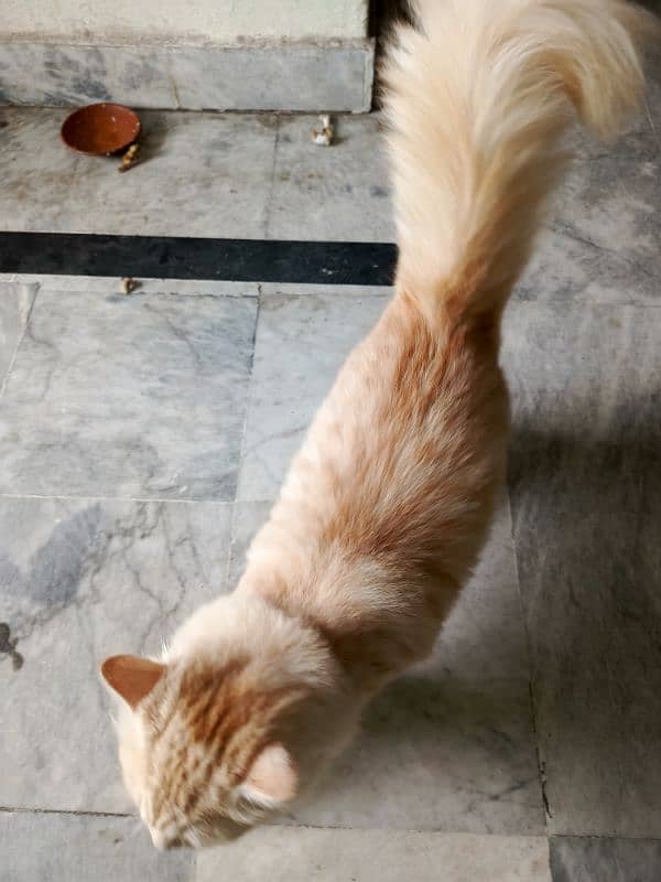 Persian cat 7 month 3