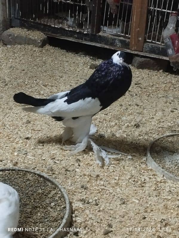 pigeons for sale 2